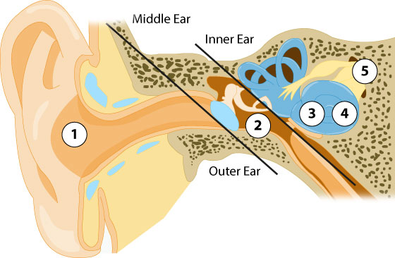 Anatomy of the Ear